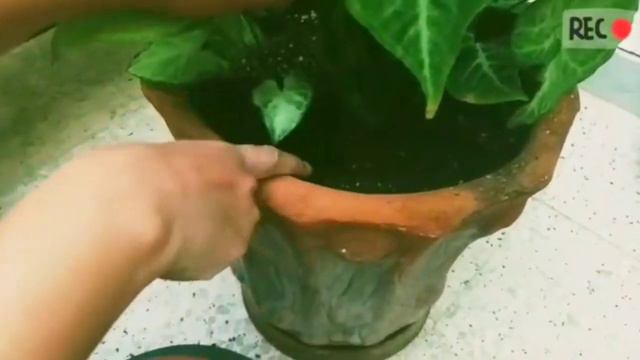 Syngonium (Arrow head plant) | Part 1 | Complete Care смотреть онлайн