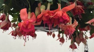 Bicentennial - Fuchsia