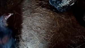 ЗАКРЫЛ ВЕНТИЛЯЦИЮ В  25 В КУРЯТНИКЕ-I CLOSED THE VENTILATION AT 25 IN THE CHICKEN COOP