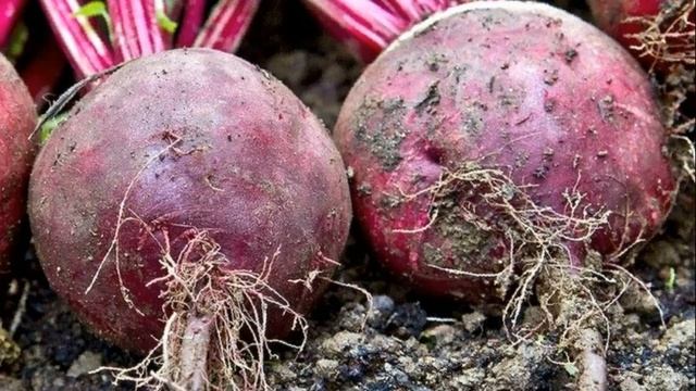 Когда Убирать СВЕКЛУ с Грядки | Когда Собирать Урожай Свеклы смотреть онлайн