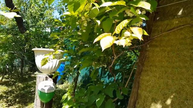 ЗАЦВЕЛА АКТИНИДИЯ (Мини Киви)! ТопСад смотреть онлайн