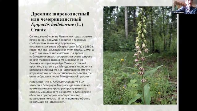 Редкие виды растений в озеленении городов