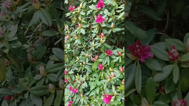 Rhododendron # Рододендрон...растёт просто на опушке леса 🥰🥰🥰