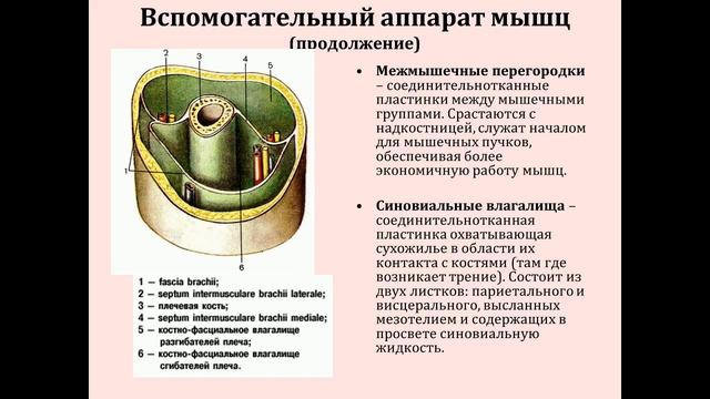 Анатомия 4.Миология