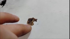 Разбираю реле РЭС9 и РЭС22