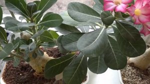 адениумы в апреле,как выглядят #обзорцветов #адениум