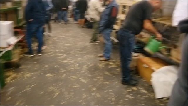 Германия: Покупаем разных животных. Цены: кролики, куры, свинки, гуси, хорьки. смотреть онлайн