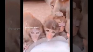 милые животные_6