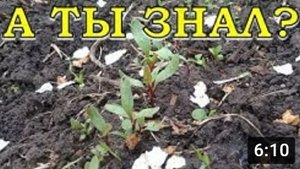 КАК вырастить вкусную СВЕКЛУ? СЕКРЕТЫ хорошего урожая!???