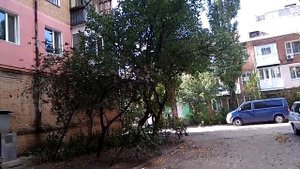 Белка собирает орехи готовится к зиме