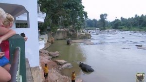 Шри-Ланка, питомник Пиннавела, купание слонов