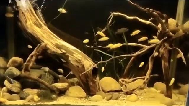 Аквариум с цихлидами. Скейп с корягами и камнем. Релакс. смотреть онлайн