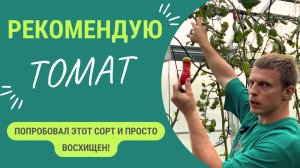 Гость из Италии. ✨Лучший✨ помидор для засолки. 100% буду выращивать в следующем году!