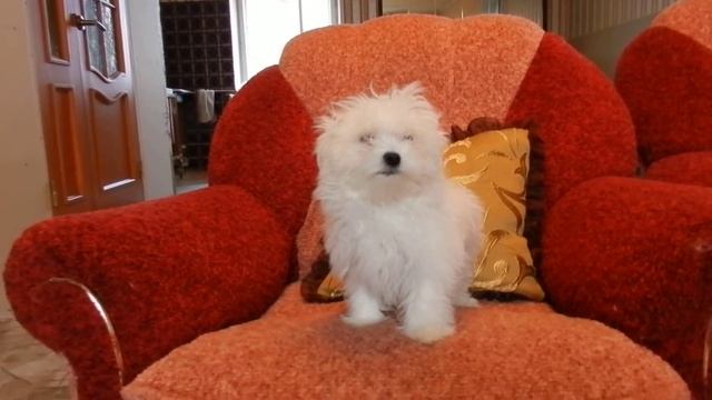 3.5 мес смотреть онлайн