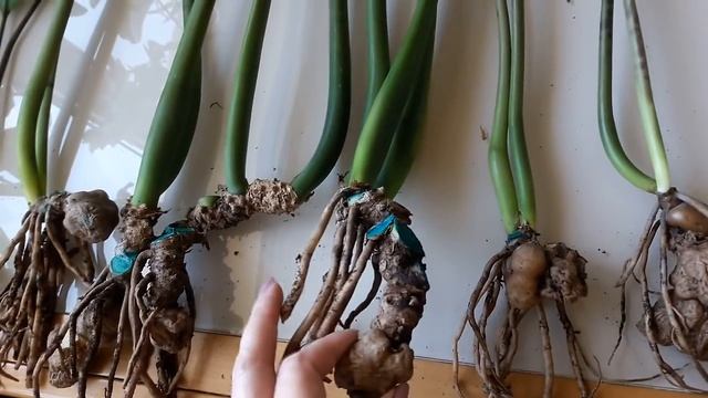 Картофельная "овощебаза" или замик в процессе пересадки)))