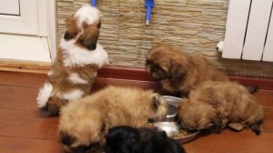 Щенки ши-тцу питомника Чесвет Лайн