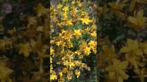 Зверобой продырявленый Айболит неприхотливый многолетник