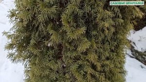 Туи Брабант и Смарагд без стрижек.