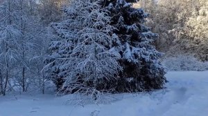 Скоропусковский. Сказочный лес в подмосковье.