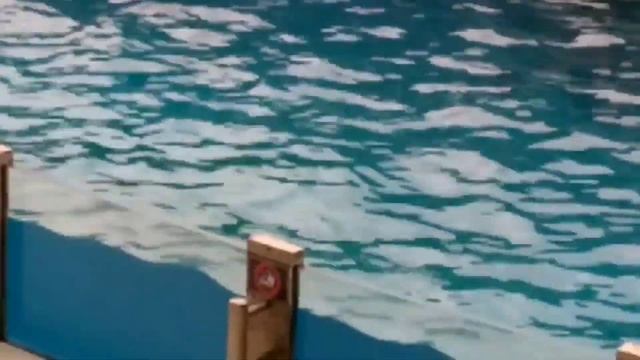 Грузия?? батуми 2019 дельфинарий. ბაᲗუმი დელფინარიუმი. смотреть онлайн