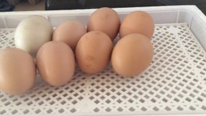 19 день инкубации куриных яиц в инкубаторе HHD 12. Отключаем автоповорот. Добавляем влажность.