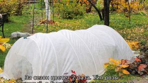 Голландские розы