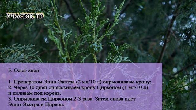 БОЛЕЗНИ и ВРЕДИТЕЛИ ТУИ - Почему Желтеет Туя - Как Вылечить Тую