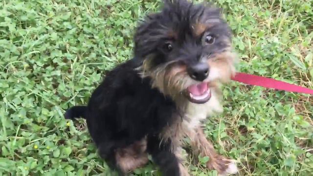 Veronica смотреть онлайн