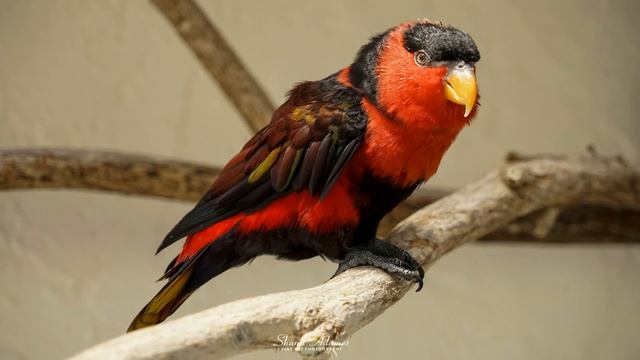 Абрахам Хикс – Психопады, Биполярное расстройство, Эмоциональная шкала – Эстер Хикс смотреть онлайн