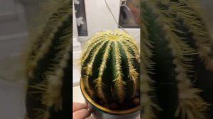Нотокактус Вараси. Notocactus Warasii. Уход за растением🌵