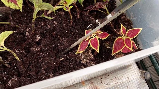 колеусы100 укоренение колеусы