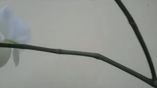 White Phalaenopsis Hybrid in Blooms смотреть онлайн