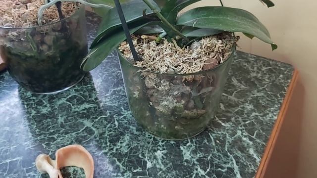 Забыла Орхидею за ХОЛОДИЛЬНИКОМ на полгода, а она ДАЛА ЦВЕТОНОС/ Лето Фантастик (Leco Fantastic ) смотреть онлайн