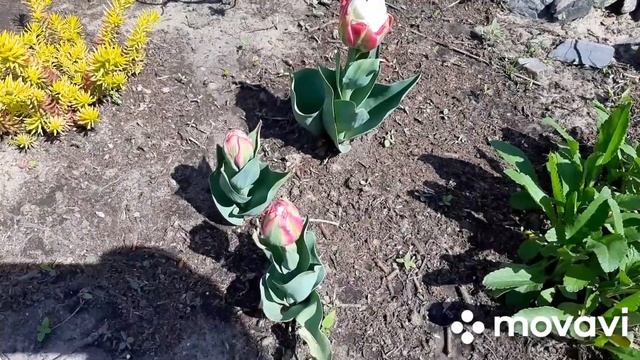 Обалденные тюльпаны Финола и знаменитый Айс Крим. На самом ли деле он так сногсшибателен? смотреть онлайн