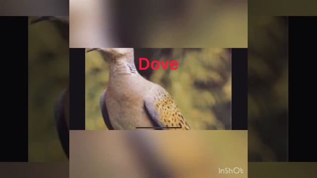 Городские птицы на английском/Учим английский везде! смотреть онлайн