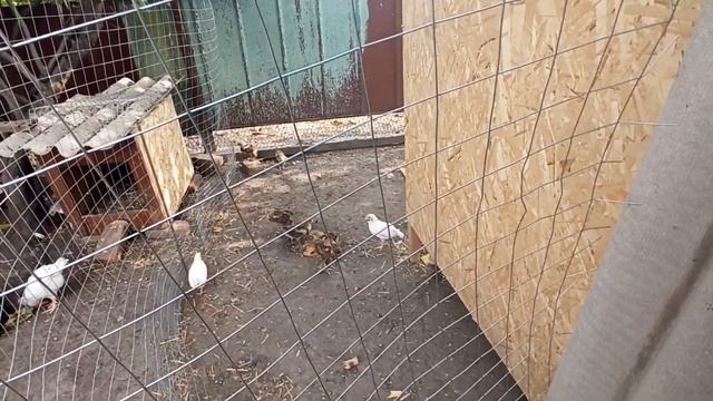 #175 ПРИВЕЗЛИ СОЛОМУ/УБРАЛИ БАКЛАЖАНЫ/ДОМ В ДЕРЕВНЕ/ЖИЗНЬ В СЕЛЕ смотреть онлайн