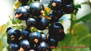 Смородина черная Перун (ribes nigrum perun) ? Перун обзор: как сажать, саженцы смородины Перун