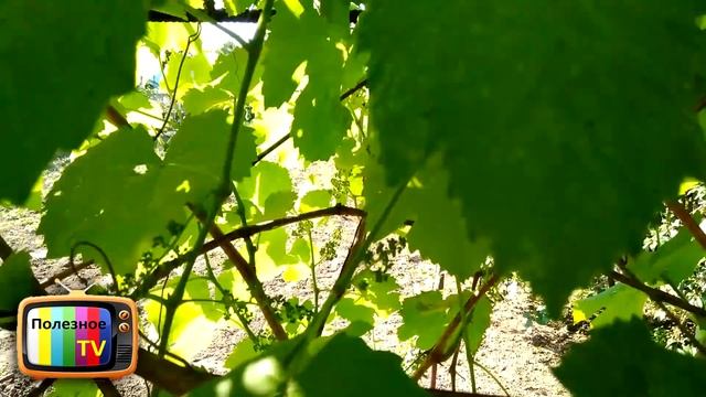 СДЕЛАЙТЕ ЭТО С ВИНОГРАДОМ НА АРКЕ ИЛИ БЕСЕДКЕ ДЛЯ ПОЛУЧЕНИЯ БОЛЬШОГО УРОЖАЯ смотреть онлайн