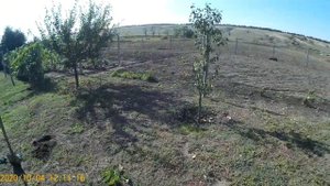 Купила Зизифус Китайский 60