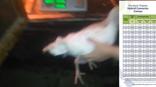 индюшатам 4 недели, взвешивание смотреть онлайн