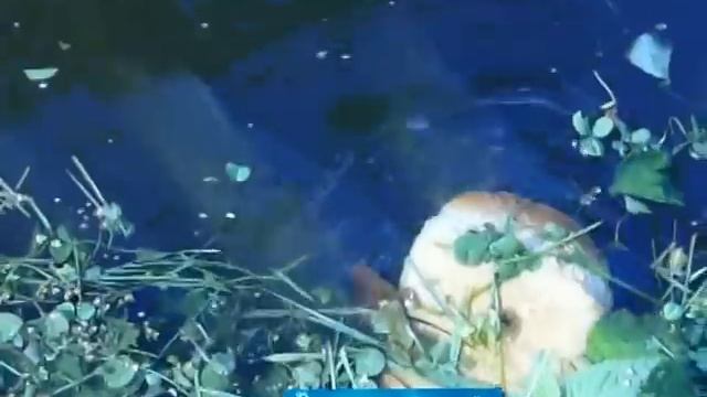 Разведение карпа в пруду на даче. Пруд для карпов. смотреть онлайн