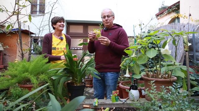 Pokojové rostliny ukončují letnění смотреть онлайн