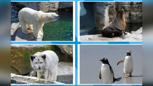 Игра Животные севера смотреть онлайн