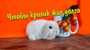 Чтобы кролик долго жил