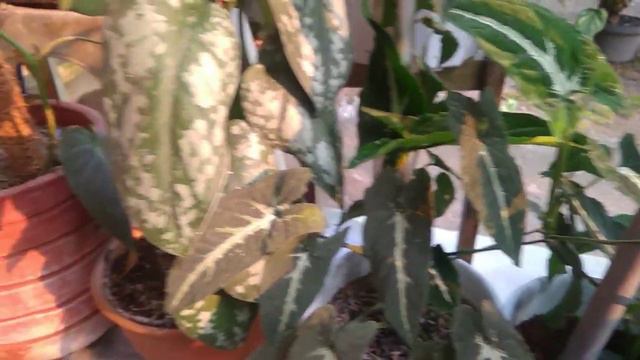 Type of Climbing Plants in My Garden