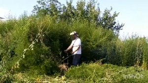 Покос травы диском с зубьями от бензопилы 2021 год.