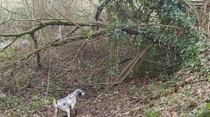 setter arret bécasse vue au sol