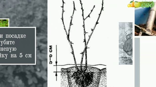 Посадка крыжовника - как правильно посадить крыжовник смотреть онлайн