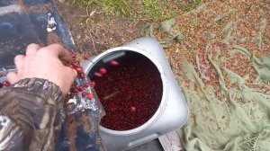 веялка для ягоды, ореха из подручных материалов