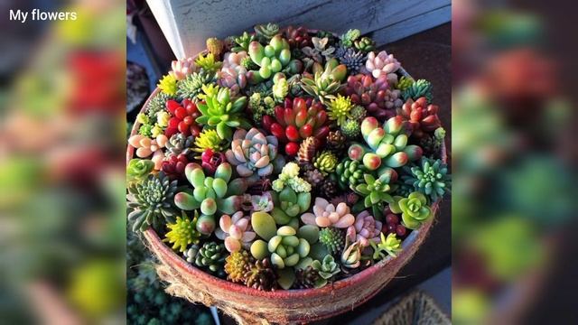 Композиции из суккулентов и кактусов.